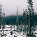 DSCF8161
